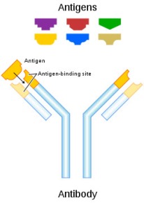 antibodi-antigen